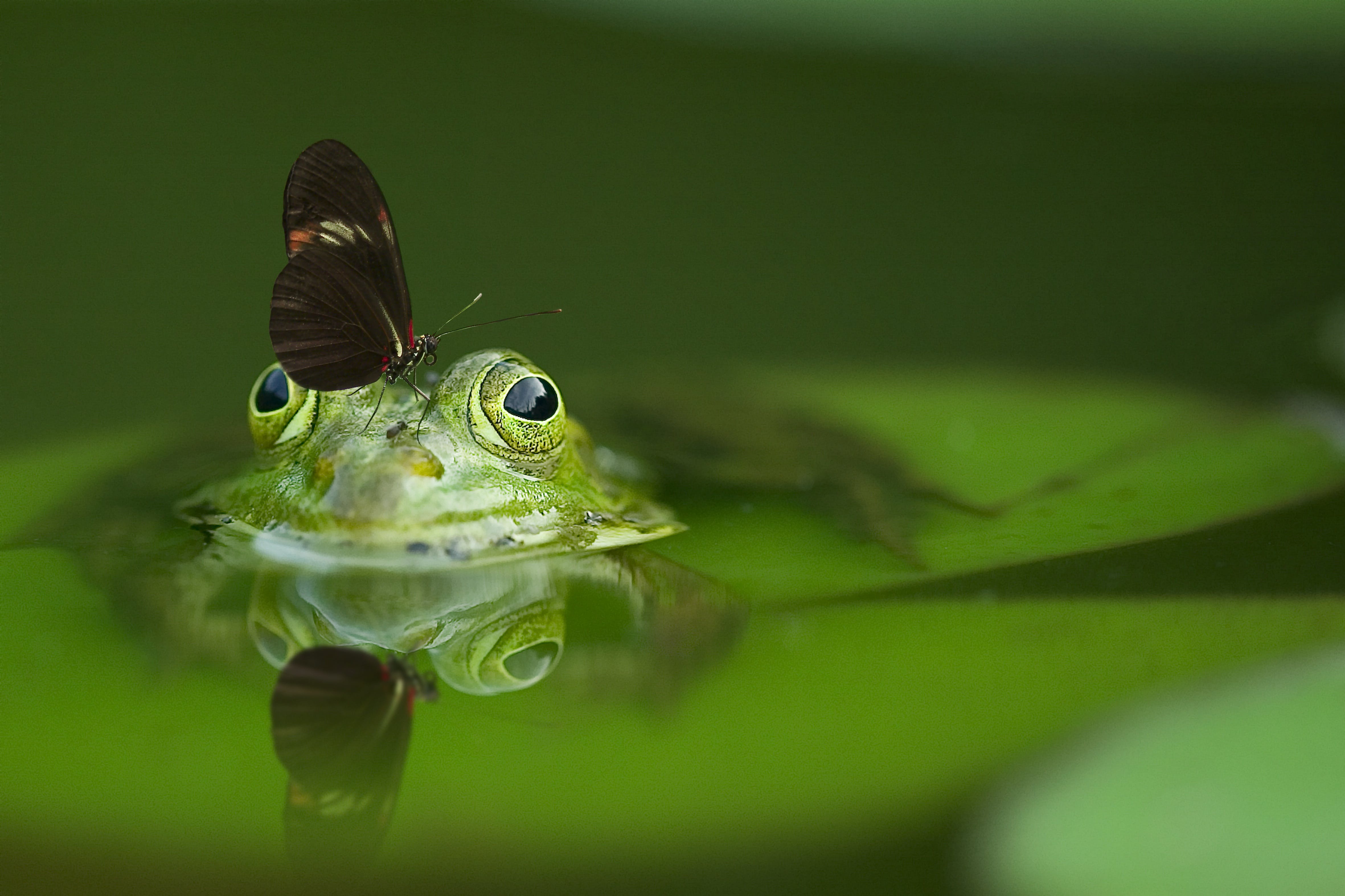 Frogbutterfly