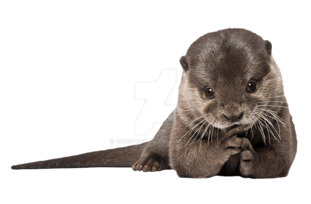 Otterpng