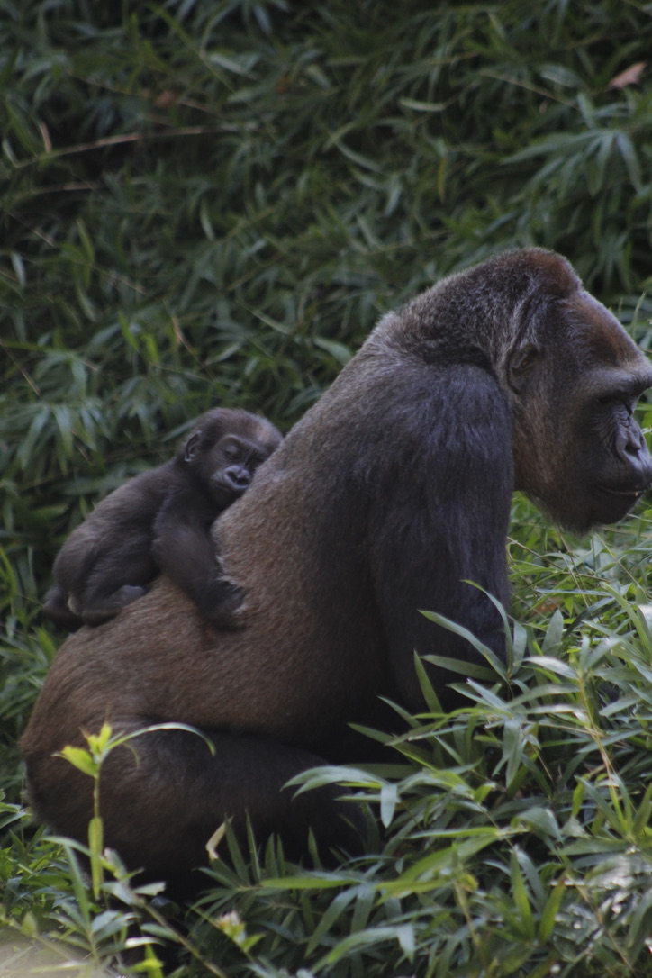 gorilla and baby