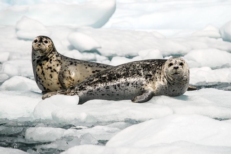 seals